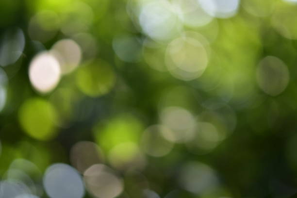 istock To shoot under a tree shade. Blurry images appear green and white reflecting a beautiful sphere. 1036072272