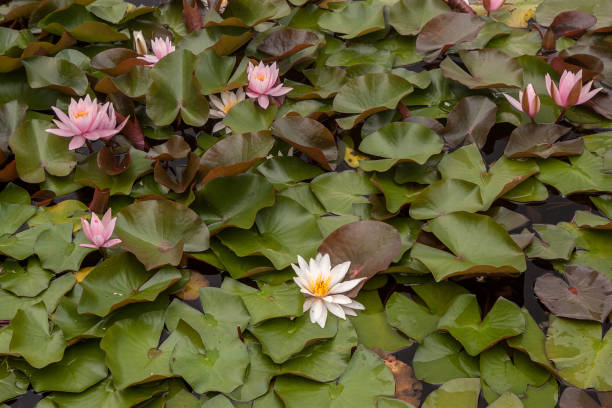 istock Flowers of water lily 1036074926