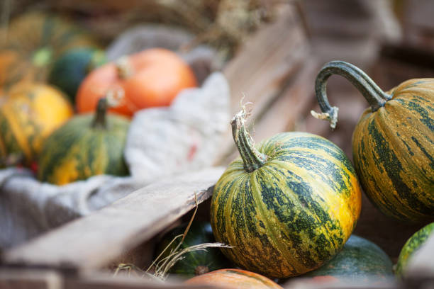 istock The multi-colored pumpkins lying on straw with a wooden box in a background. Autumn time. Thanksgiving day. 1036076172
