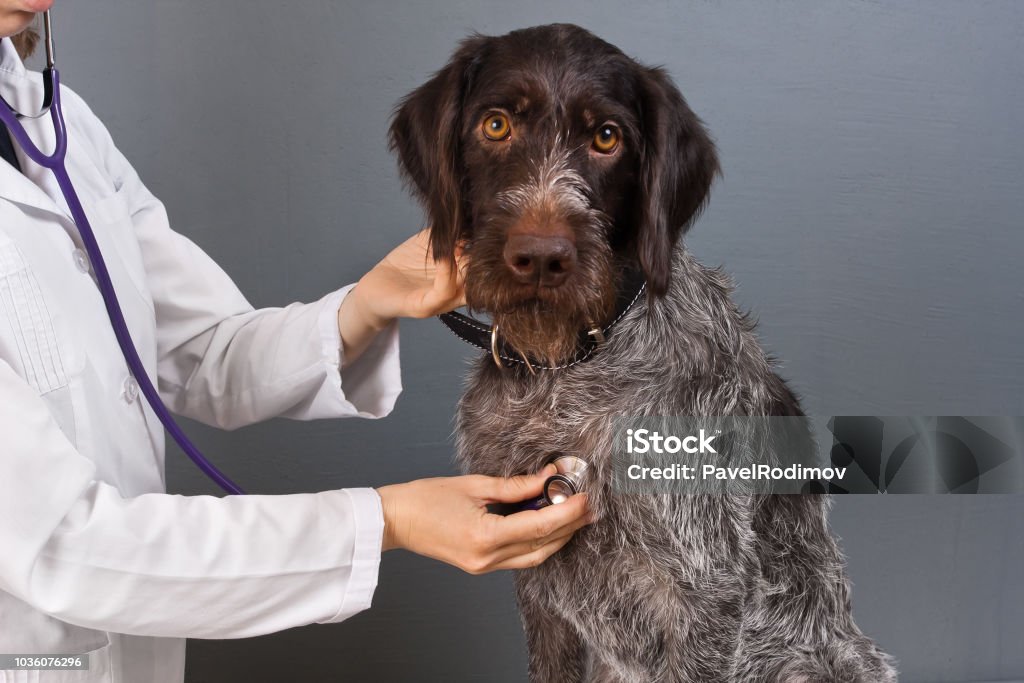 le chien sur l’examen à la clinique vétérinaire - Photo de Vétérinaire libre de droits