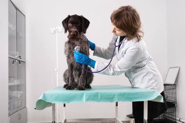 istock vet and dog in clinic 1036076316