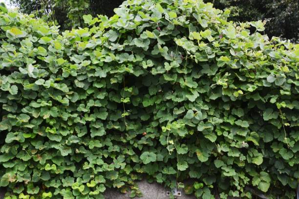 flores de videira kudzu - kudzu - fotografias e filmes do acervo