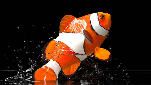 istock Black backgorund flown fish in action jumping high above 1036079602
