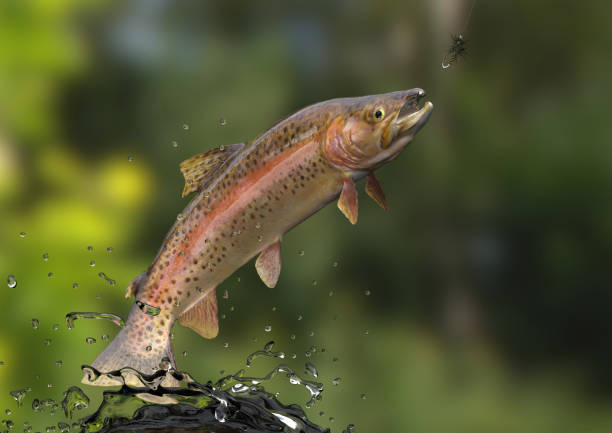 Rainbow Salmon Trout fish jumping out of water, action photo for sport fishing and freshwater fishing