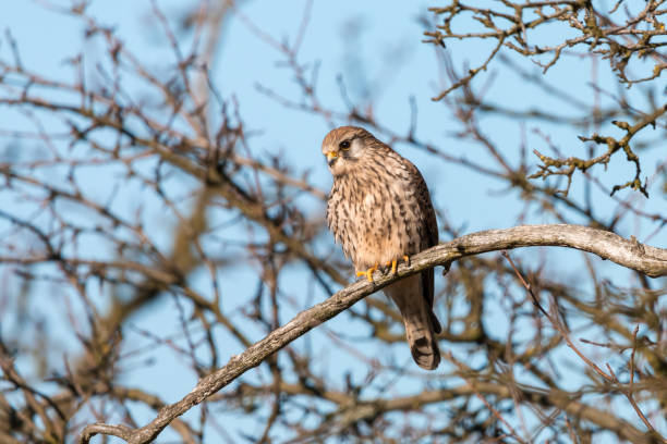 istock Common kestrel perching on the branch on clear blue background 1036085648