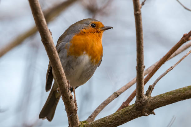 istock European robin perching on branch with light blue background 1036085670
