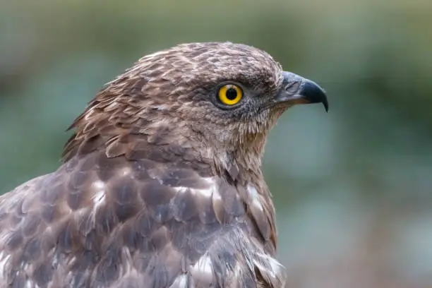 European honey buzzard (Pernis apivorus) also known as Common pern. Beautiful bird of prey with yellow eyes.