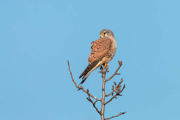 istock Common kestrel, male, perching on the branch on clear blue background 1036085894