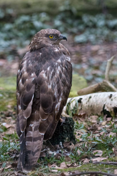istock European honey buzzard sitting on a stump 1036085902