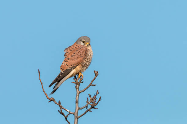 istock Common kestrel, male, perching on the branch against clear blue sky 1036085930