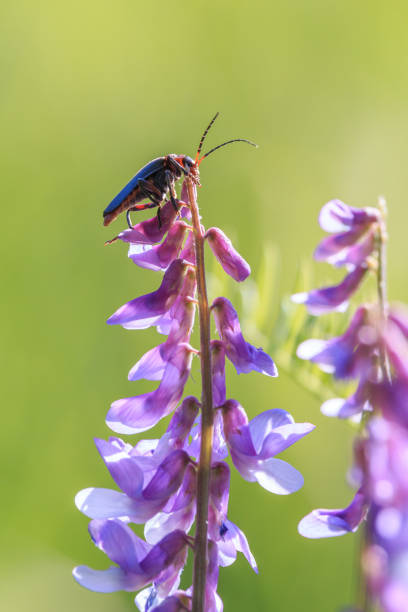 istock Soldier beetle on purple flowers with clear green background 1036086082
