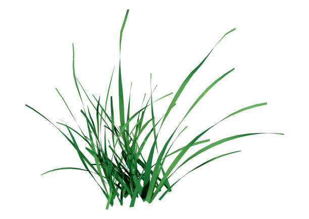 istock 3D illustration green grass clump on white 1036086200