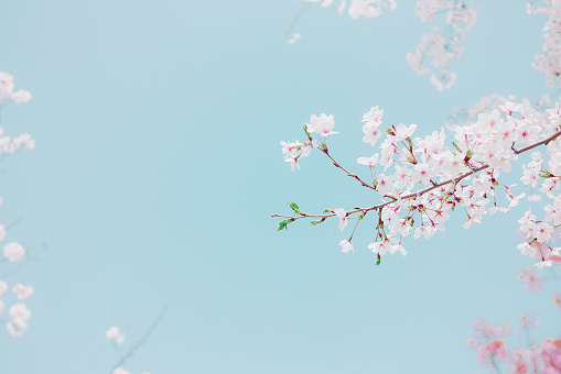 Cherry blossom or Sakura flower is blooming beautifully on the blue sky background. Hanami Festival in Osaka, Japan.
