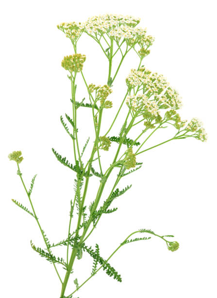 istock Yarrow flowers and leaf  isolated. 1036092010