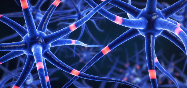 istock 3d illustration of transmitting brain cells 1036092074