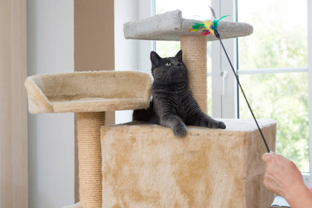 istock playful gray shorthair cat 1036095182