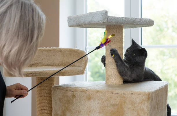 istock playful gray shorthair cat 1036097262