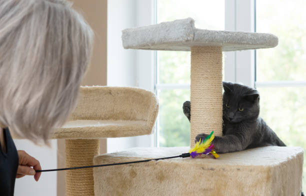 istock playful gray shorthair cat 1036097308