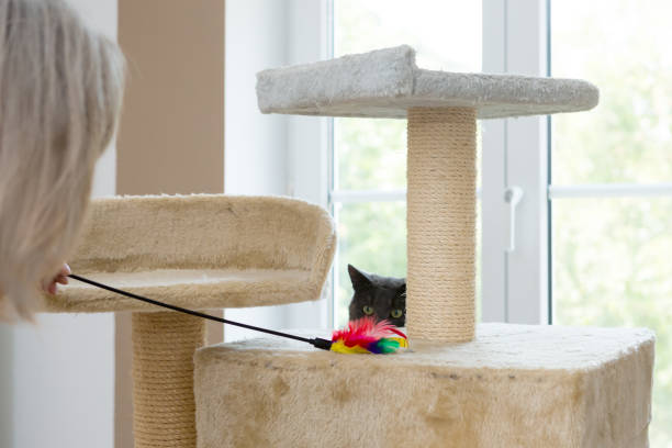 playful gray shorthair cat