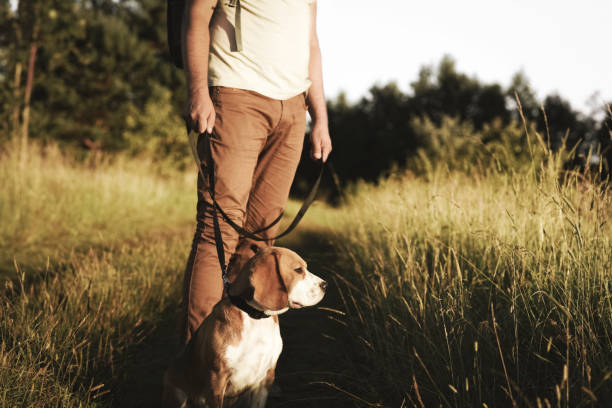 istock Man with dog enjoying nature 1036097418