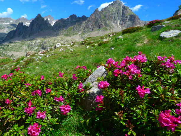 istock Rhododendrons, Mercantour National Park 1036098372
