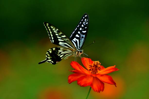 istock Butterfly and Orange/Yellow Cosmos Flowers 1036100468