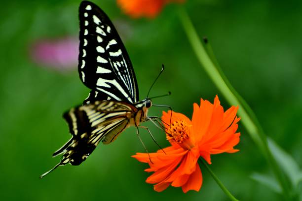 istock Butterfly and Orange/Yellow Cosmos Flowers 1036102806
