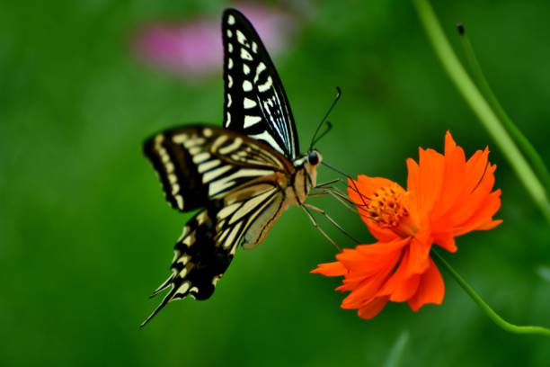 istock Butterfly and Orange/Yellow Cosmos Flowers 1036102812