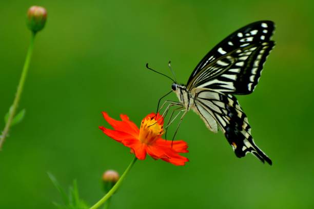 istock Butterfly and Orange/Yellow Cosmos Flowers 1036103042