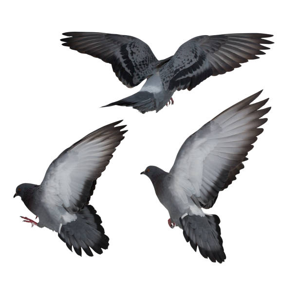 istock isolated on white three dark gray flying doves 1036103260
