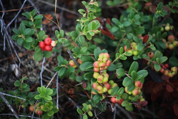 istock Lingonberry, Vaccinium vittis-idaea 1036103416
