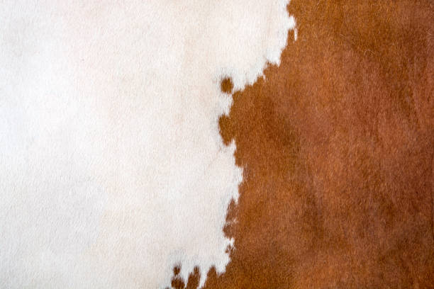 소 생가죽 - textured textured effect hide leather 뉴스 사진 이미지