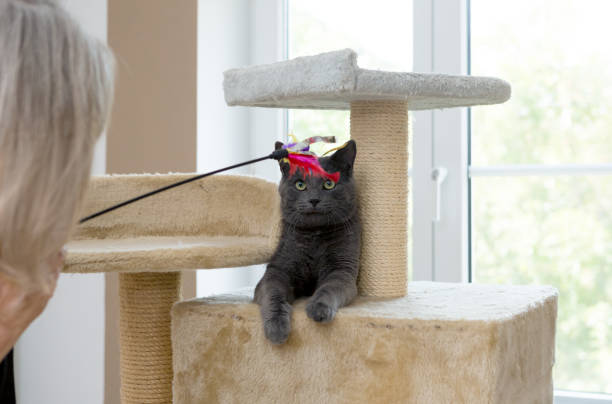 istock playful gray shorthair cat 1036107304