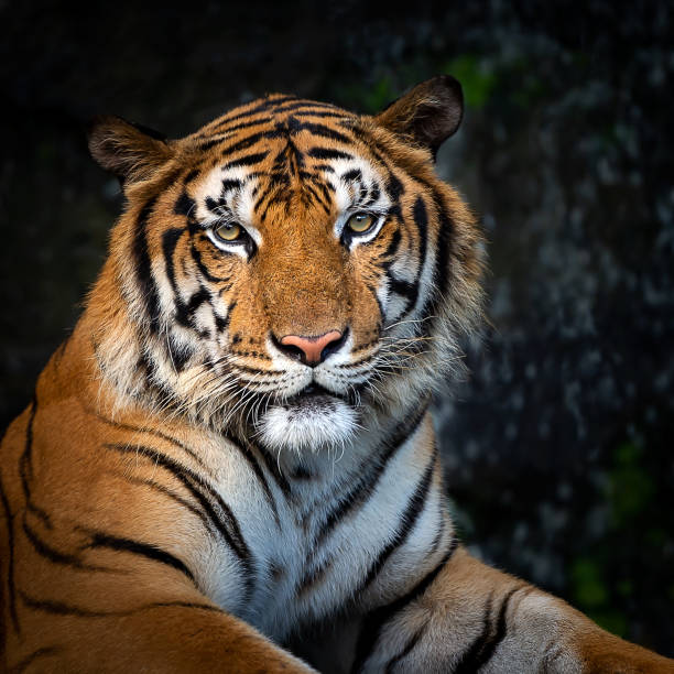 istock Portrait of tiger. 1036113524