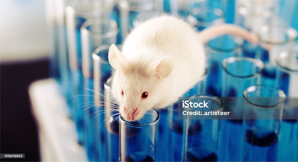 Mouse. White laboratory rat on scientic background Mouse - Animal Stock Photo
