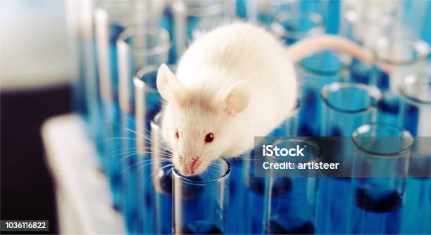 Mouse Stock Photo - Download Image Now - Mouse - Animal, Laboratory, Animal