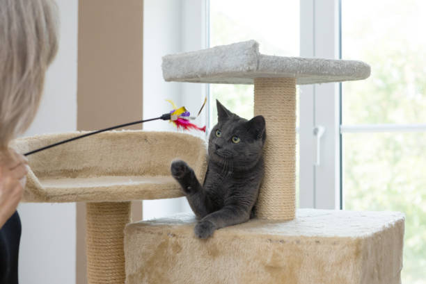 istock playful gray shorthair cat 1036117410