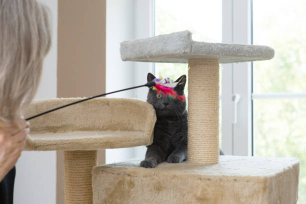 istock playful gray shorthair cat 1036117458