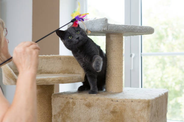 istock playful gray shorthair cat 1036119586