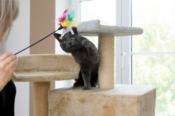 istock playful gray shorthair cat 1036119648