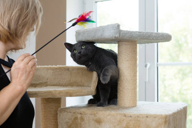 istock playful gray shorthair cat 1036119806