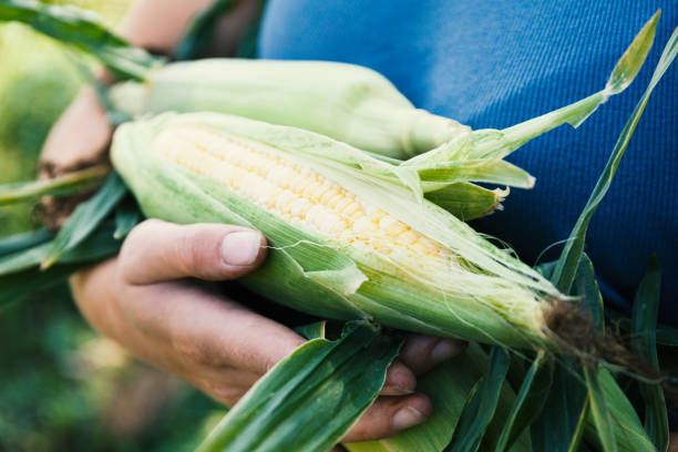 istock Garden maize, farm agriculture, organic corn 1036120026