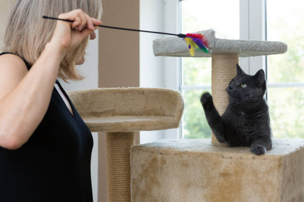 istock playful gray shorthair cat 1036124998