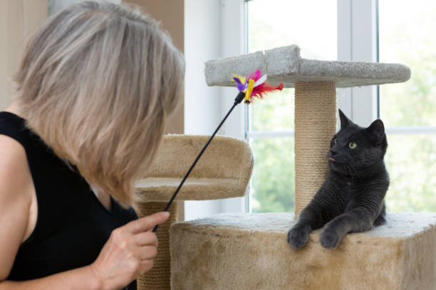 istock playful gray shorthair cat 1036125230
