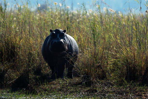 istock hippo in savannah in namibia 1036125800