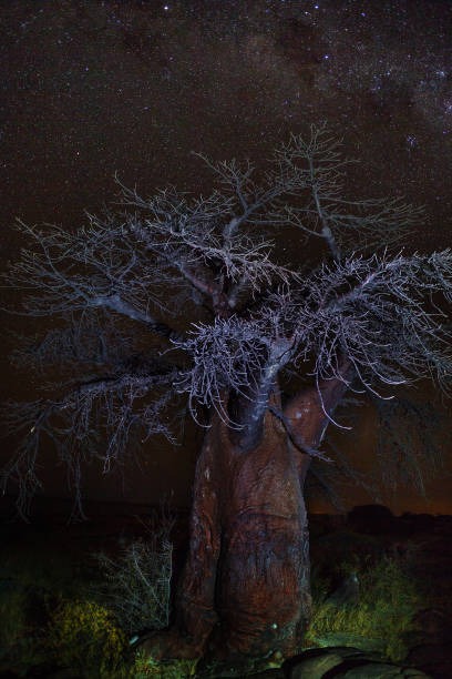 istock Baobab under stars in namib desert 1036126384