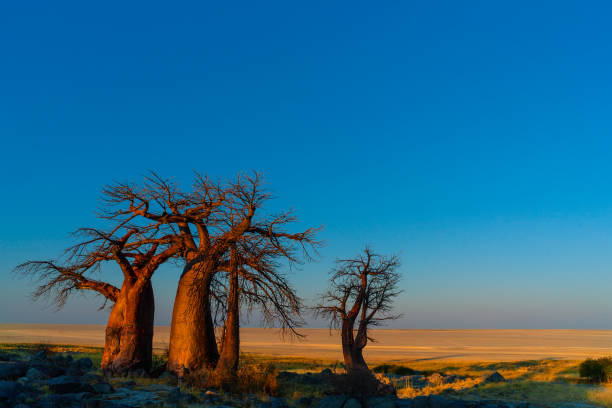 istock Baobab in namib desert 1036134214