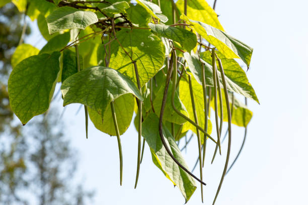 północne nasiona katalipy (catalpa speciosa) dojrzewające na gałęzi drzewa - catalpa zdjęcia i obrazy z banku zdjęć