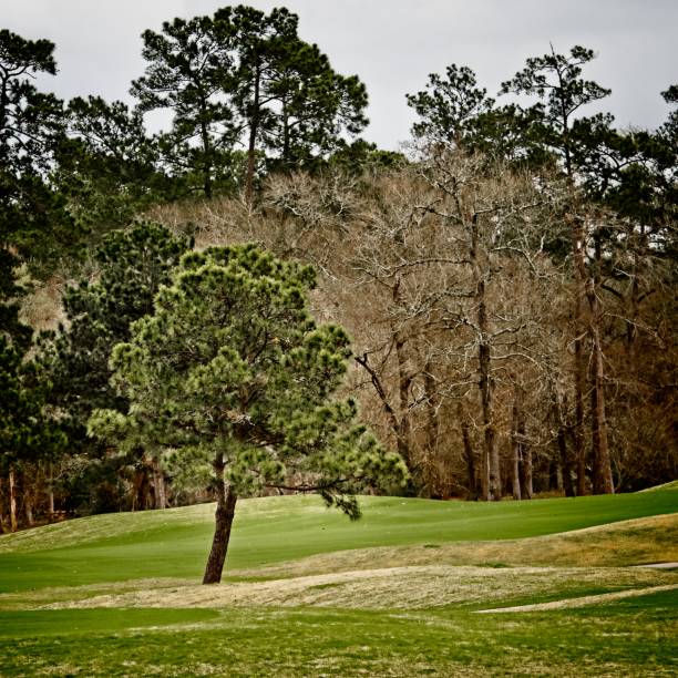 istock Green Tree in Golf Course in The Woodlands TX 1036144368