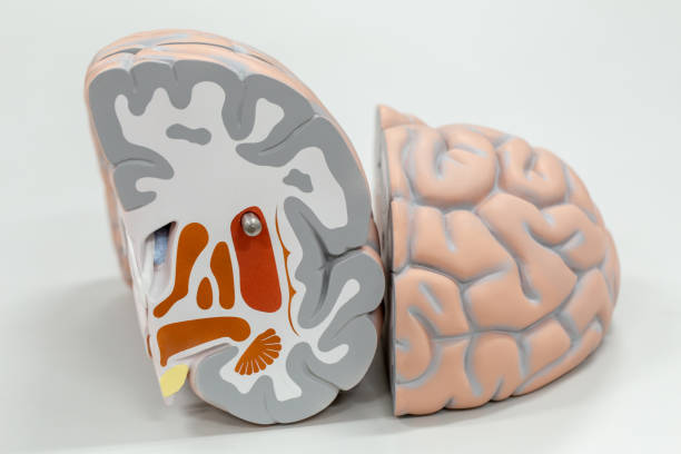 istock Human brain model for education in laboratory. 1036144388